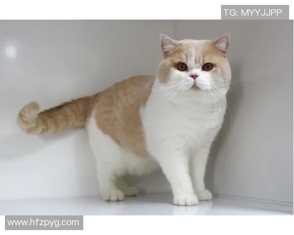 足球明星猫舍真实图片展现萌宠与运动员的温馨生活 足球明星猫舍真实图片展现萌宠与运动员的温馨生活